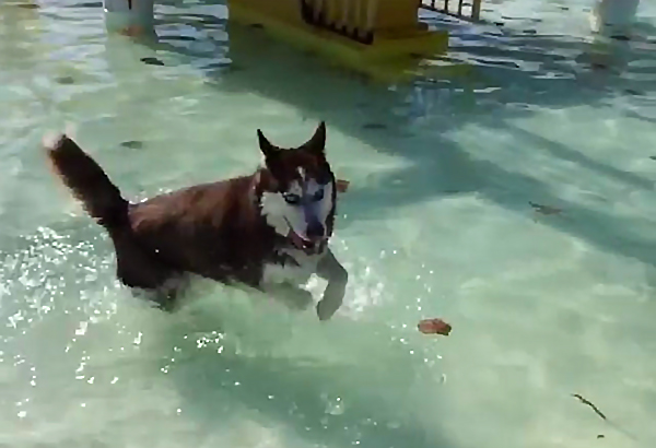 Doggie Paddle Day Offers Pups Pool Time)