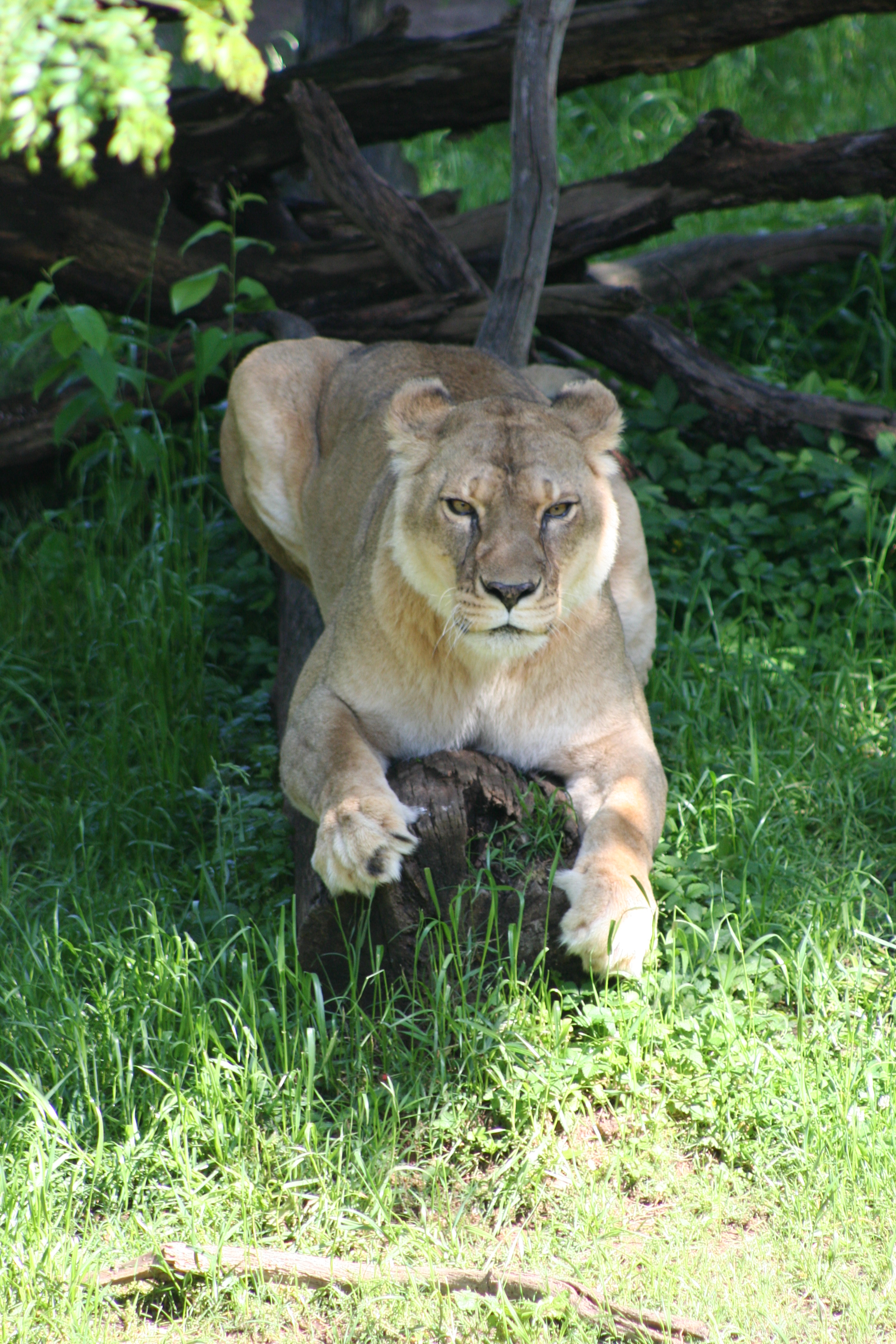 Zoo announces passing of eldest lioness)
