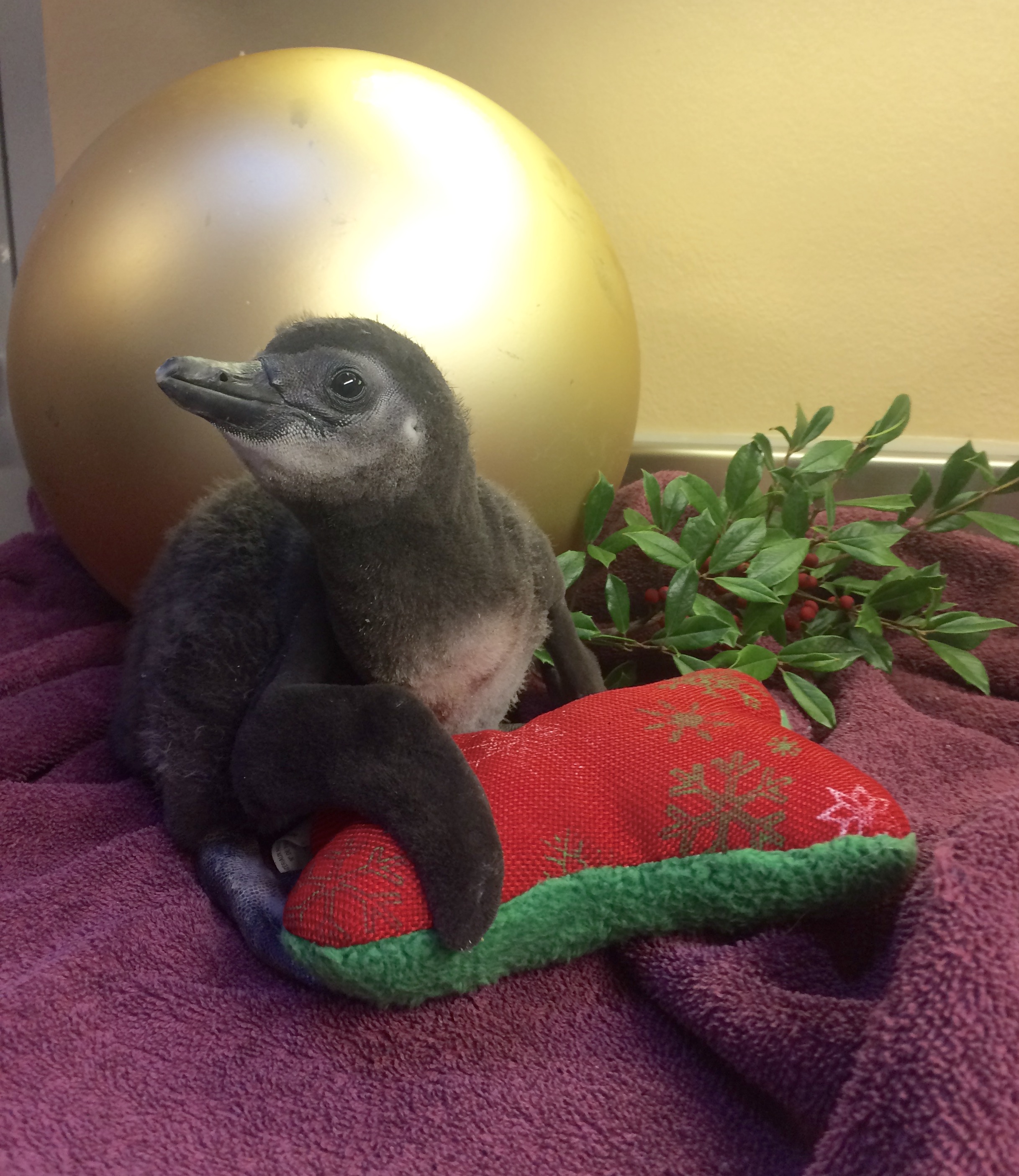 Little Rock Zoo welcomes penguin chick just in time for the holidays)