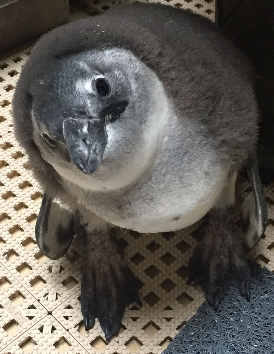 Public picks Winston as penguin chick's name)