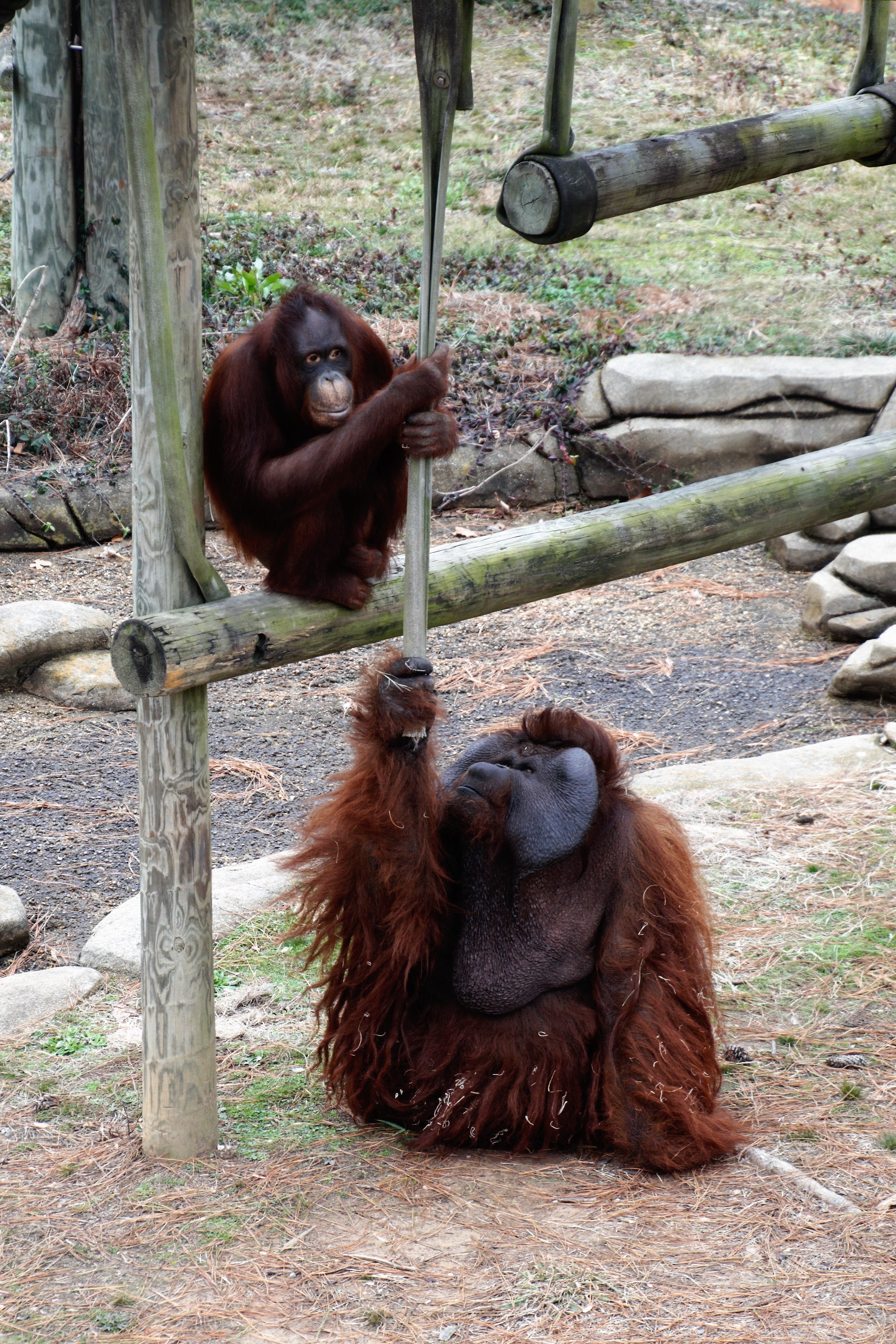 Female orangutan joins male on exhibit)