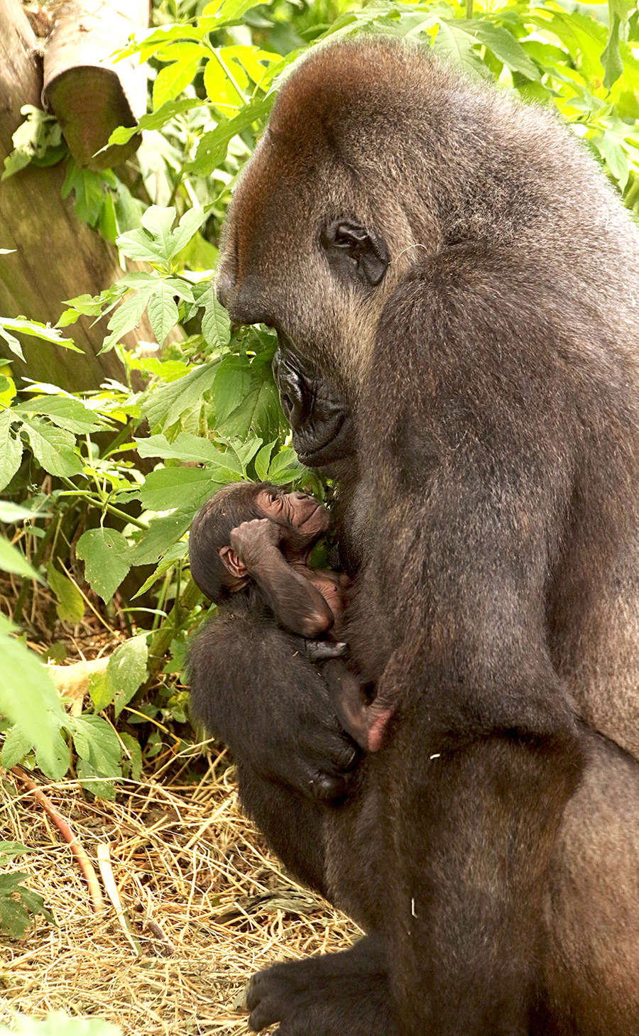 Zoo Gorilla Sekani a Mom for Third Time)