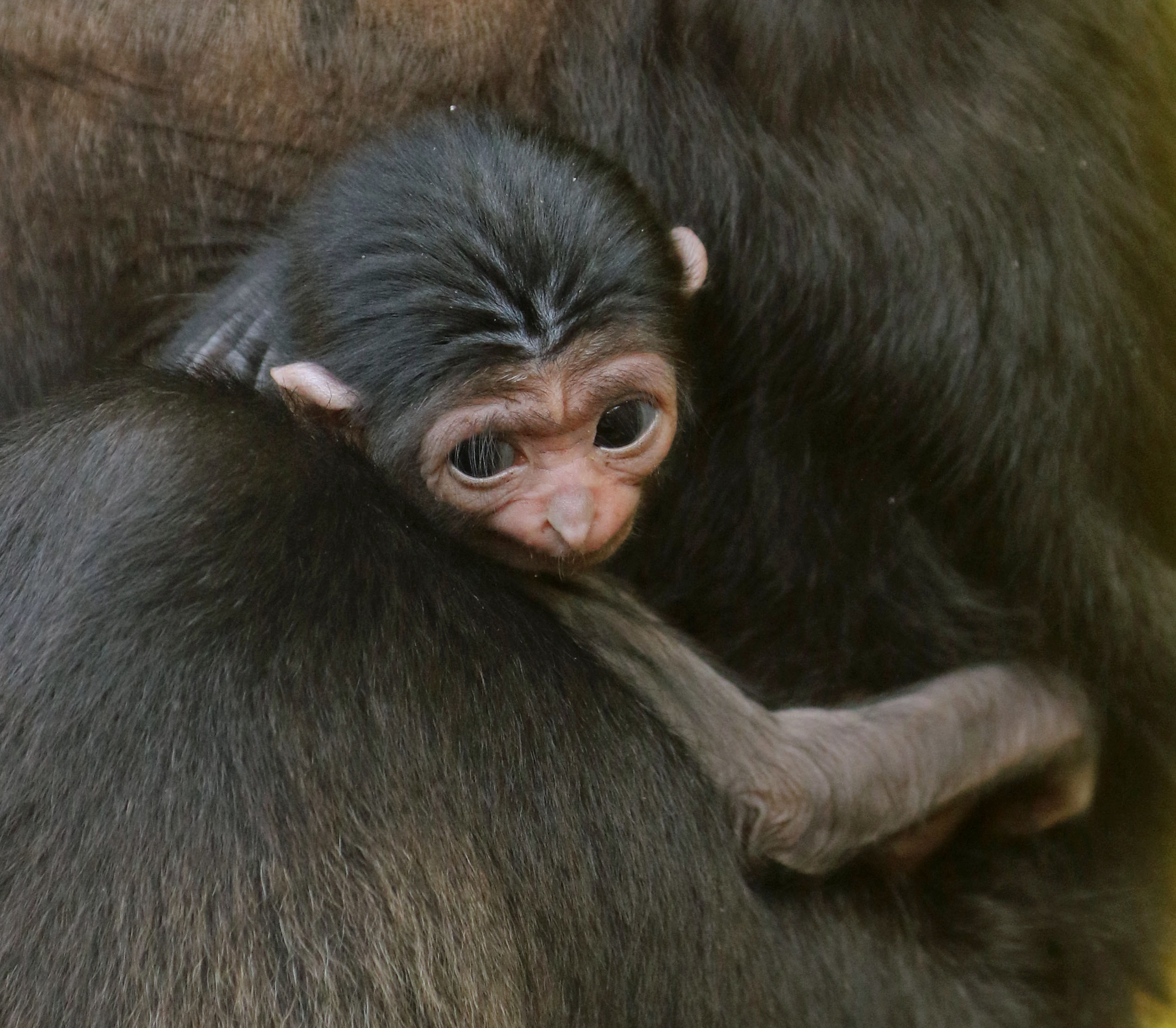 Zoo Proudly Announces Birth of Gibbon)